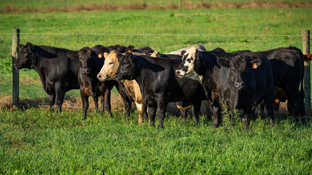 Perdido River Meats | Local Farm-Fresh Beef, Atmore AL