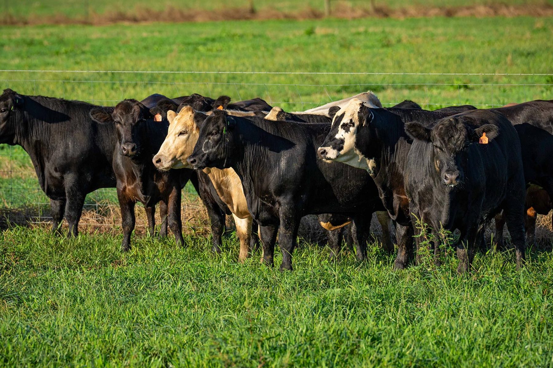 banner_perdidorivermeats