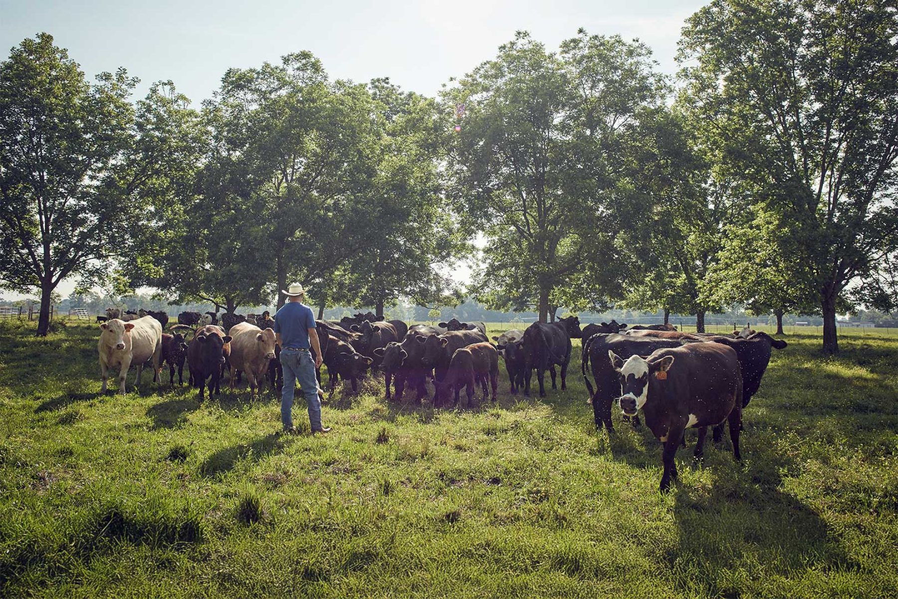 feature_pm_WholesaleCommercialOptions